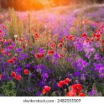 爱媛大学QS排名:解析其在日本高校中的地位与优势 9oug6lw