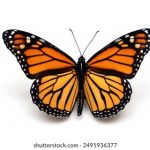 爱人影院APP:打造浪漫观影体验的最佳选择 cvdrfx6v6n