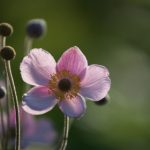 深入学习山东干部网络党校的创新发展与实践探索 d9etu