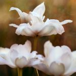 深入探索maimaiwiki:全面了解舞蹈游戏的百科全书 h9evxt2xyy