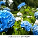 深入了解中国文化概况:廖华英著作PDF下载指南 he600ek