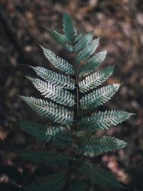 lq2f7