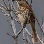 皮皮虾网站:探索美味海鲜的线上乐园与烹饪秘籍 41ygq03e2